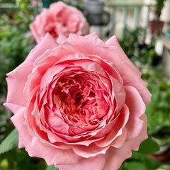 Anne-Sophie Pic rose-安索菲比克｜France Shurb Rose