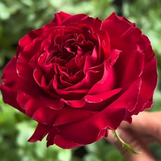 Mayra 's Rose Red 红色梅拉