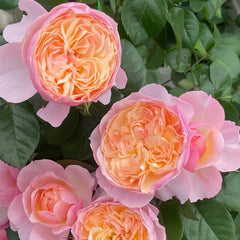 YINGYING PINK Rose-盈盈粉｜Chinese Shrub Rose