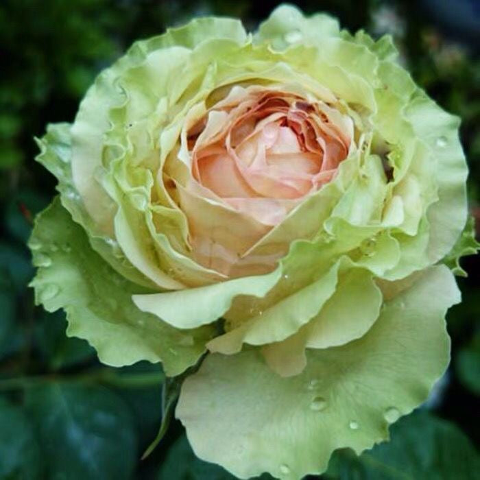 Gravity Rose-吸引力｜Dutch Cut Rose