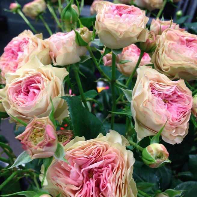 Rosa Loves Me -Two Times-爱我几何｜Danish cut roses