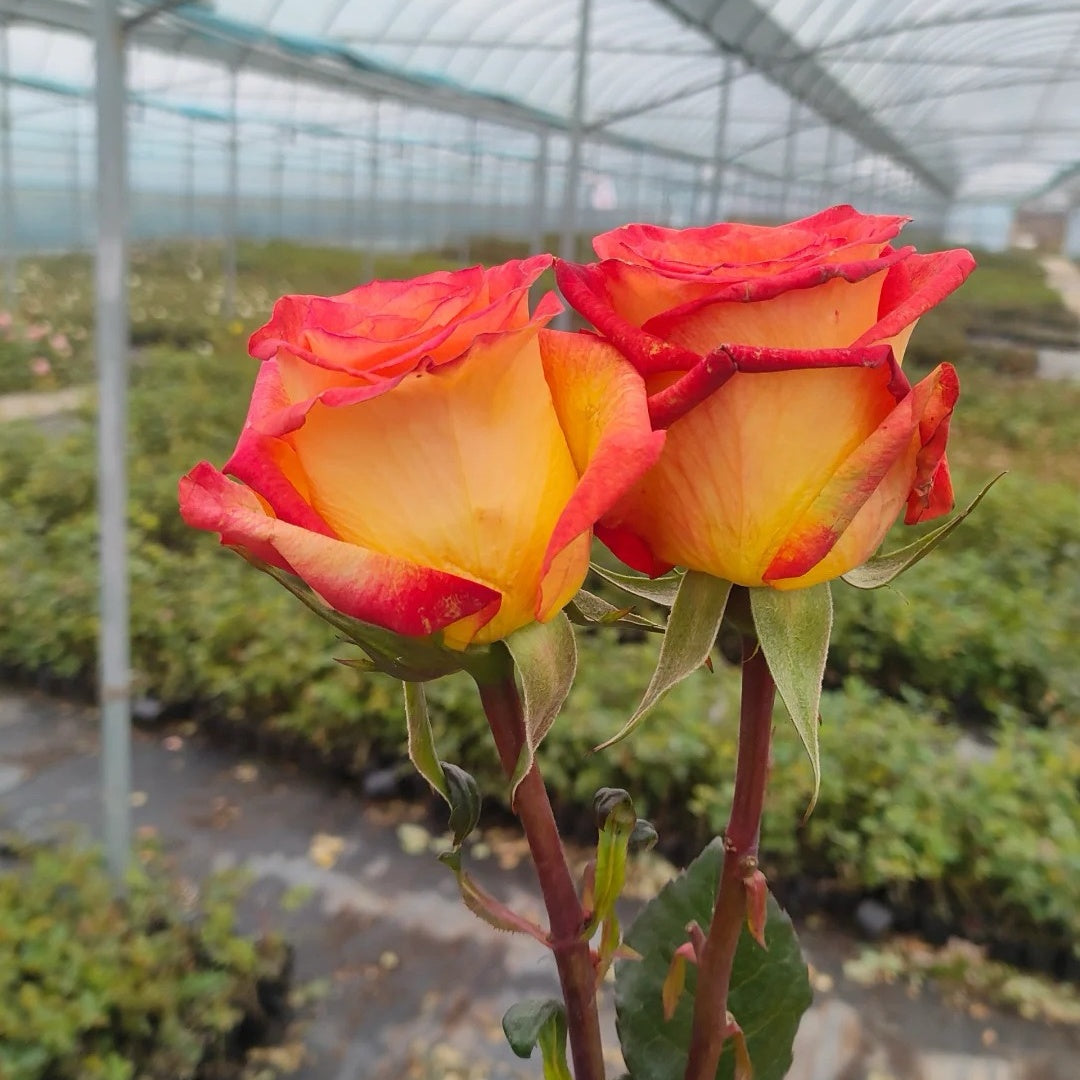 Dakar Rose