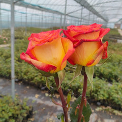 Dakar Rose