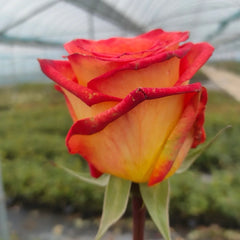 Dakar Rose