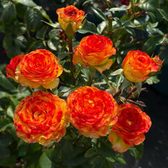 Dakar Rose