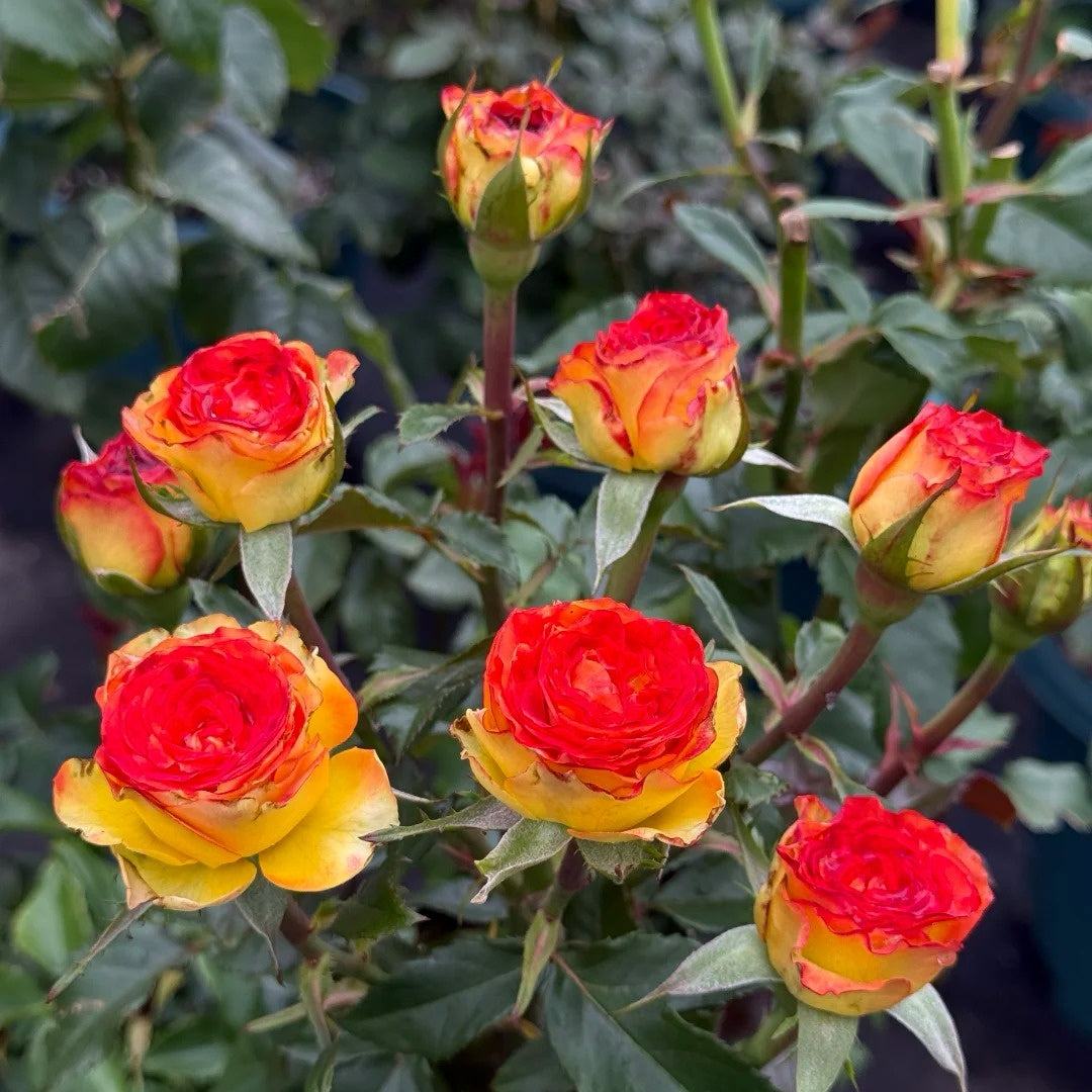 Dakar Rose