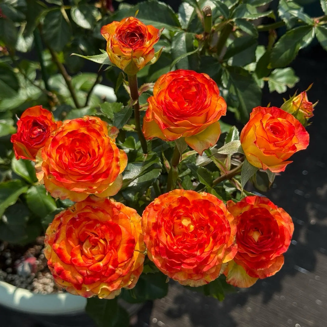 Dakar Rose
