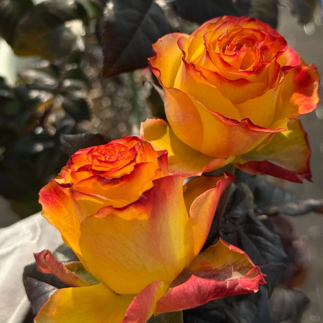 Dakar Rose