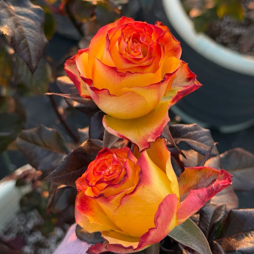 Dakar Rose