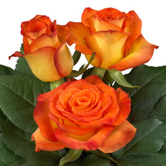 Dakar Rose