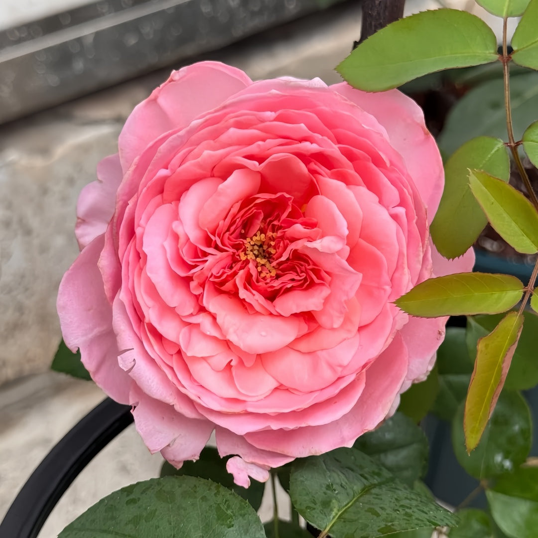 Dames de Chenonceau Rose