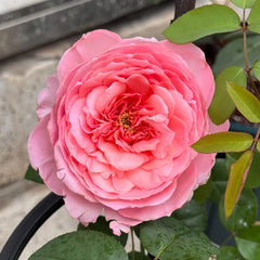 Dames de Chenonceau Rose