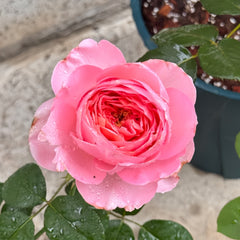 Dames de Chenonceau Rose