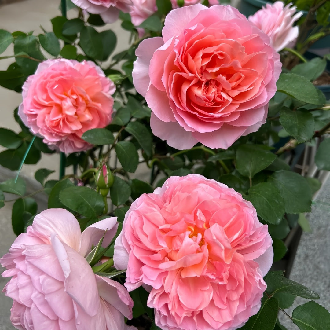 Dames de Chenonceau Rose
