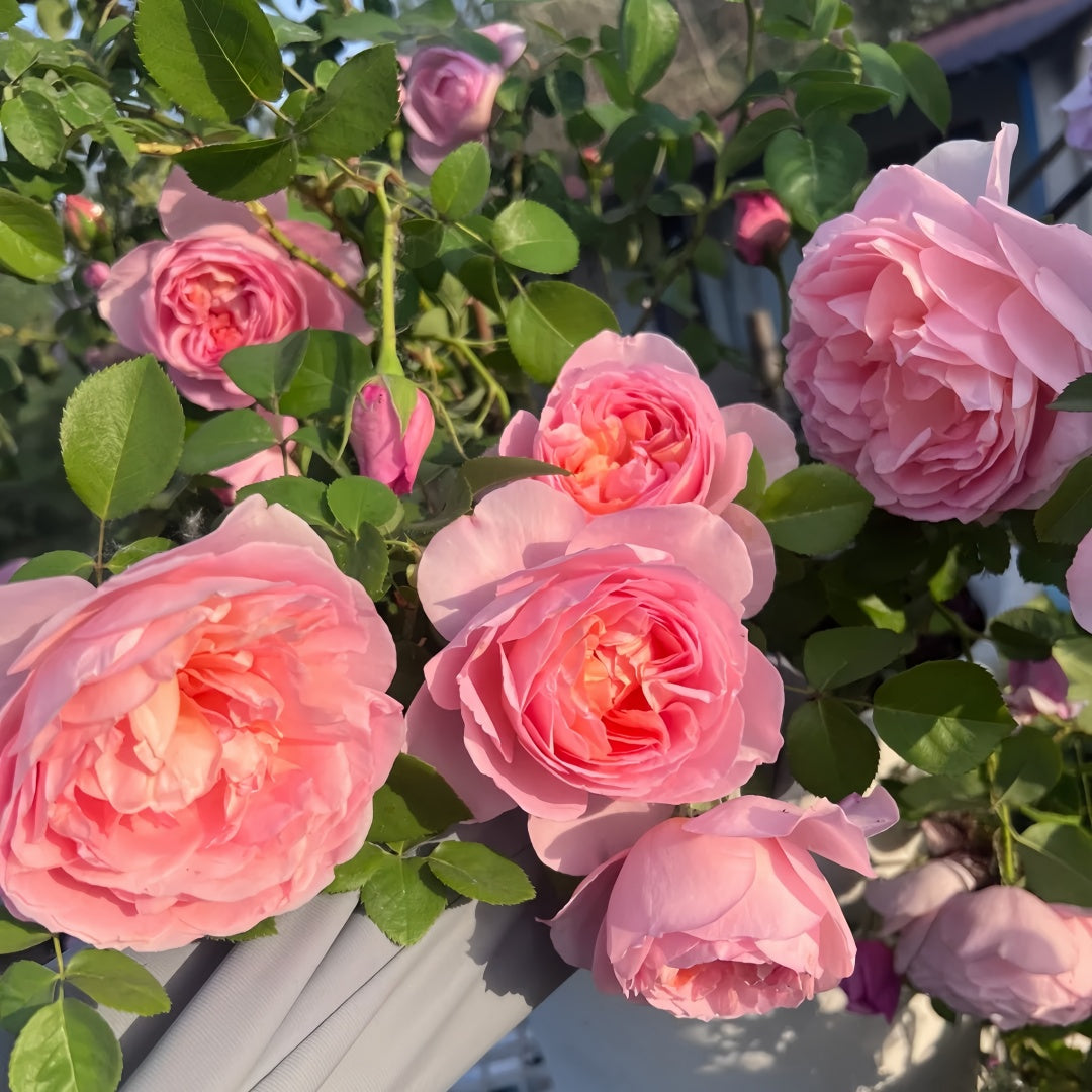 Dames de Chenonceau Rose