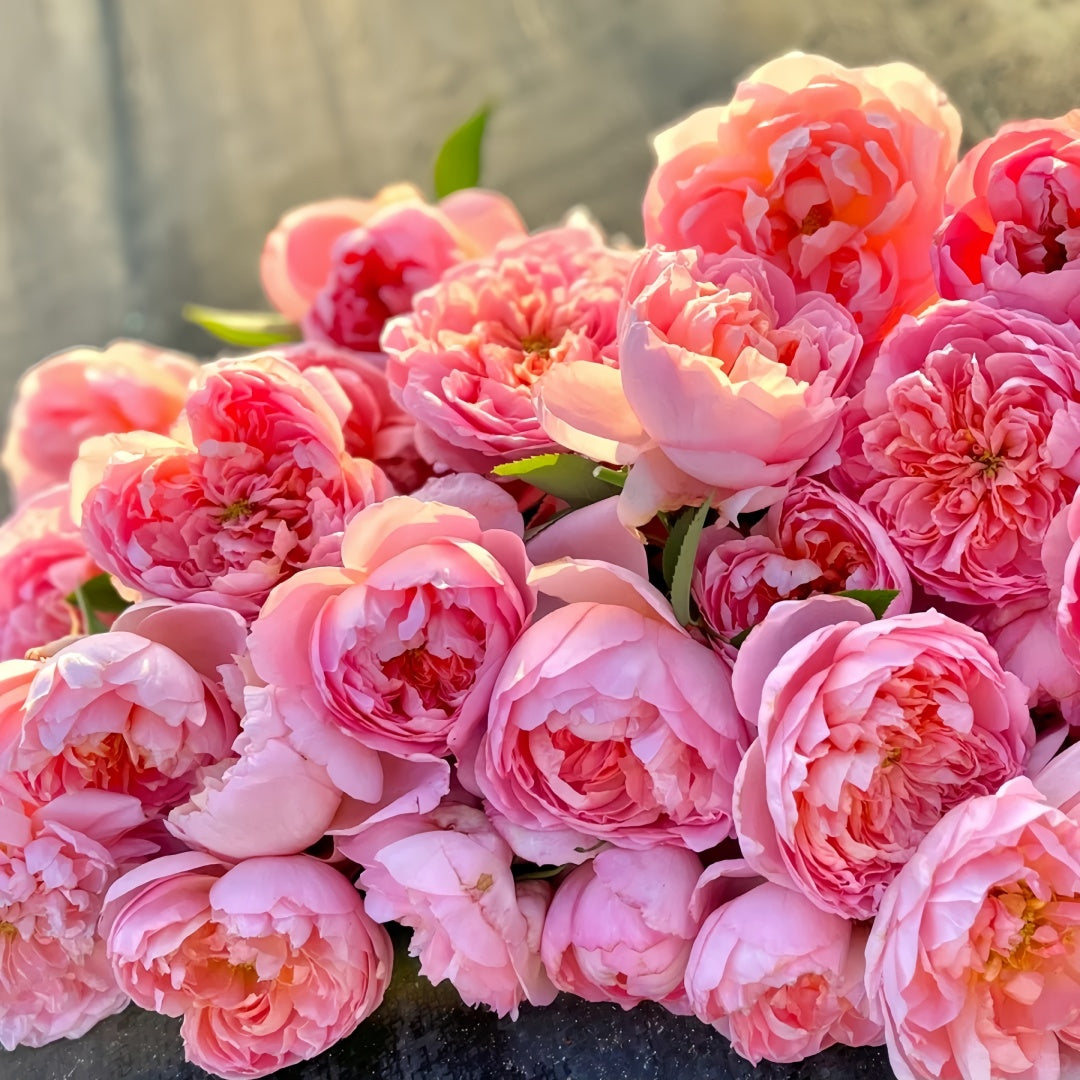 Dames de Chenonceau Rose