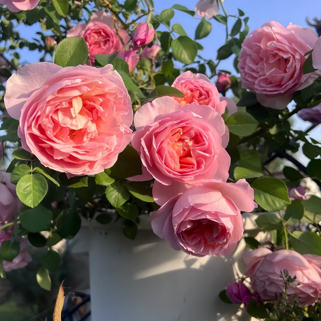 Dames de Chenonceau Rose