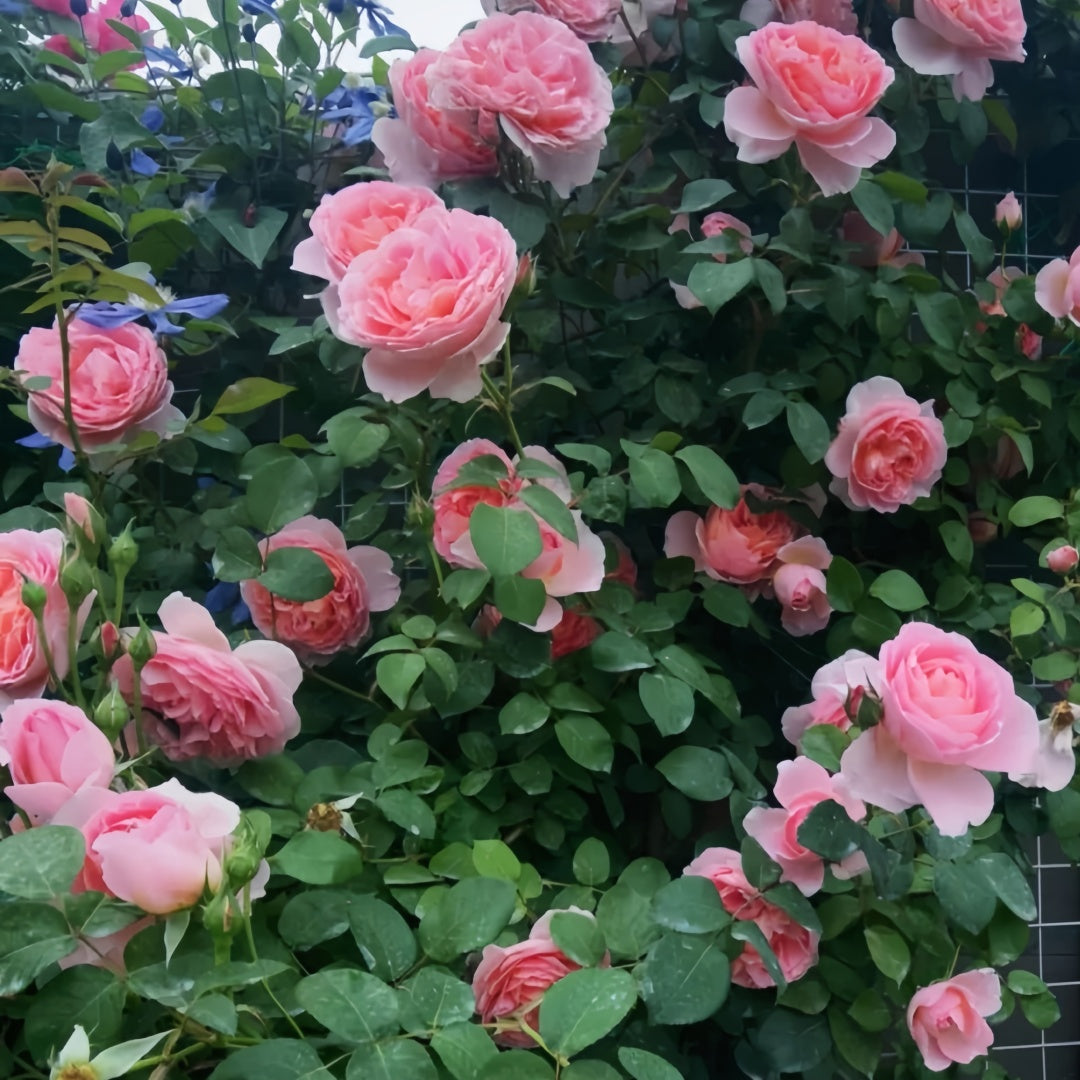 Dames de Chenonceau Rose