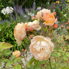 Dannahue rose