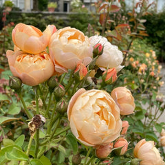 Dannahue rose