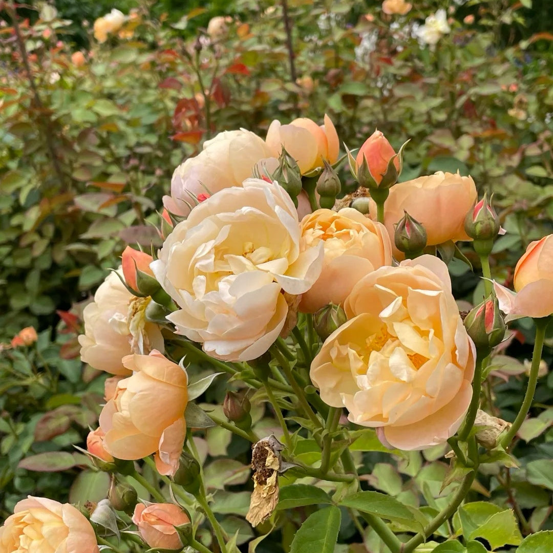 Dannahue rose