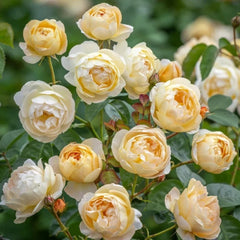 Dannahue rose
