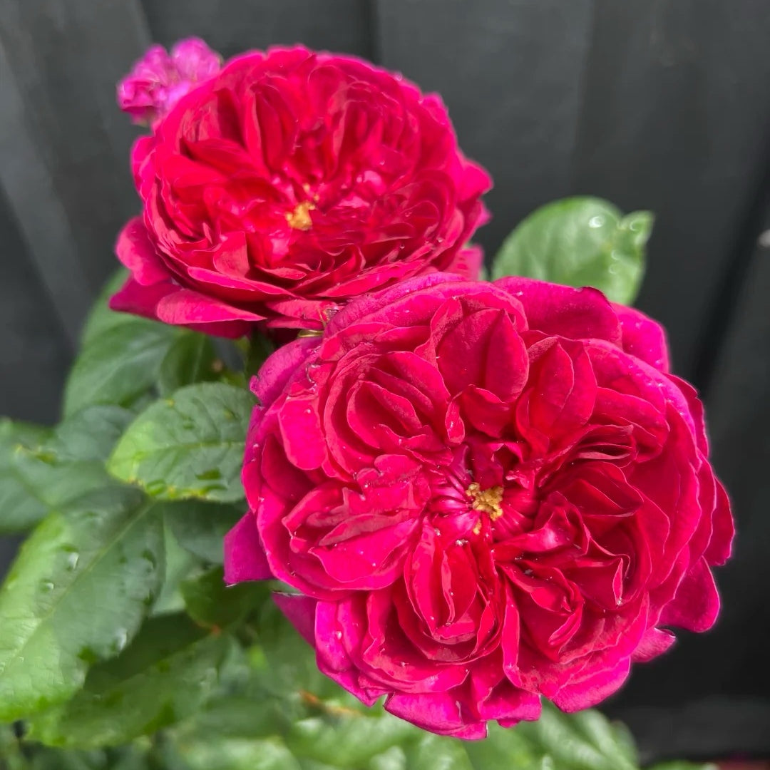 Darcey Bussell® Rose – David Austin English Shrub Rose
