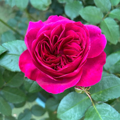 Darcey Bussell® Rose – David Austin English Shrub Rose