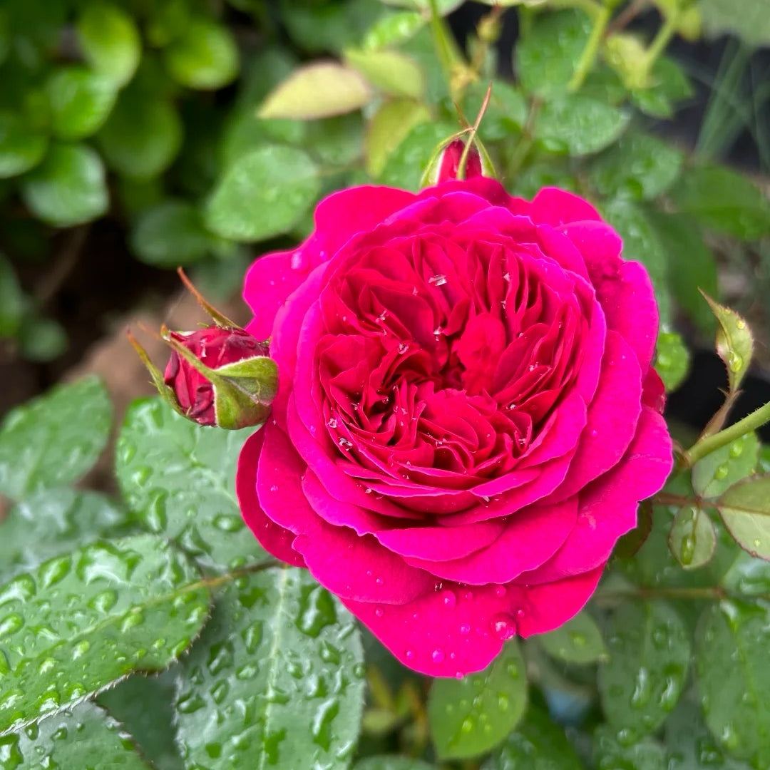 Darcey Bussell® Rose – David Austin English Shrub Rose
