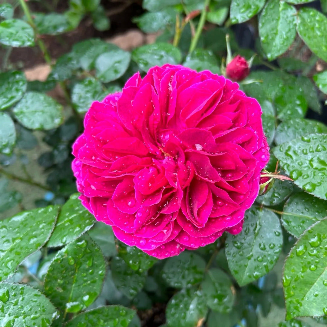 Darcey Bussell® Rose – David Austin English Shrub Rose
