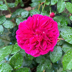 Darcey Bussell® Rose – David Austin English Shrub Rose