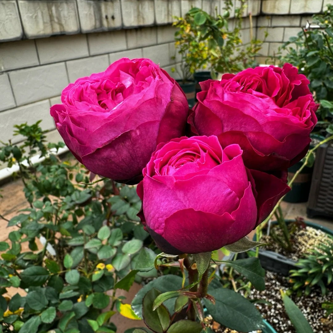Darcey Bussell® Rose – David Austin English Shrub Rose