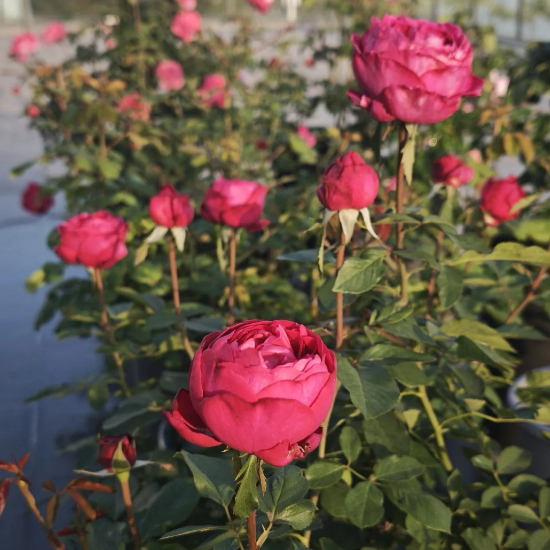Darcey Bussell® Rose – David Austin English Shrub Rose