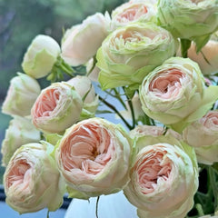 Darlene Rose