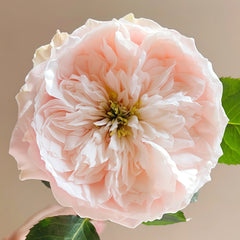 Darlington Rose