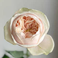 Darlington Rose