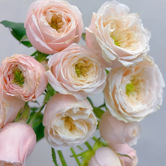 Darlington Rose
