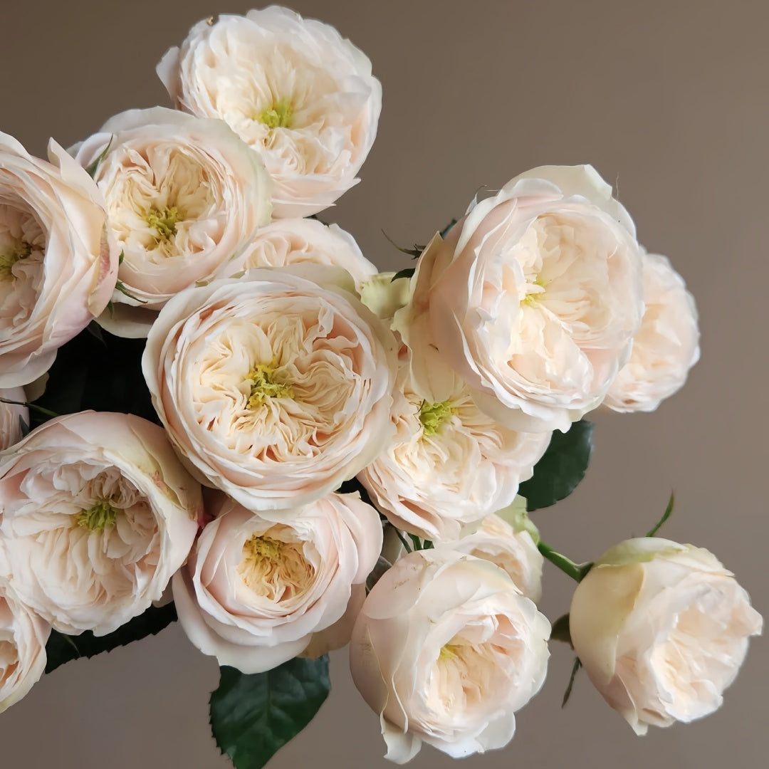 Darlington Rose