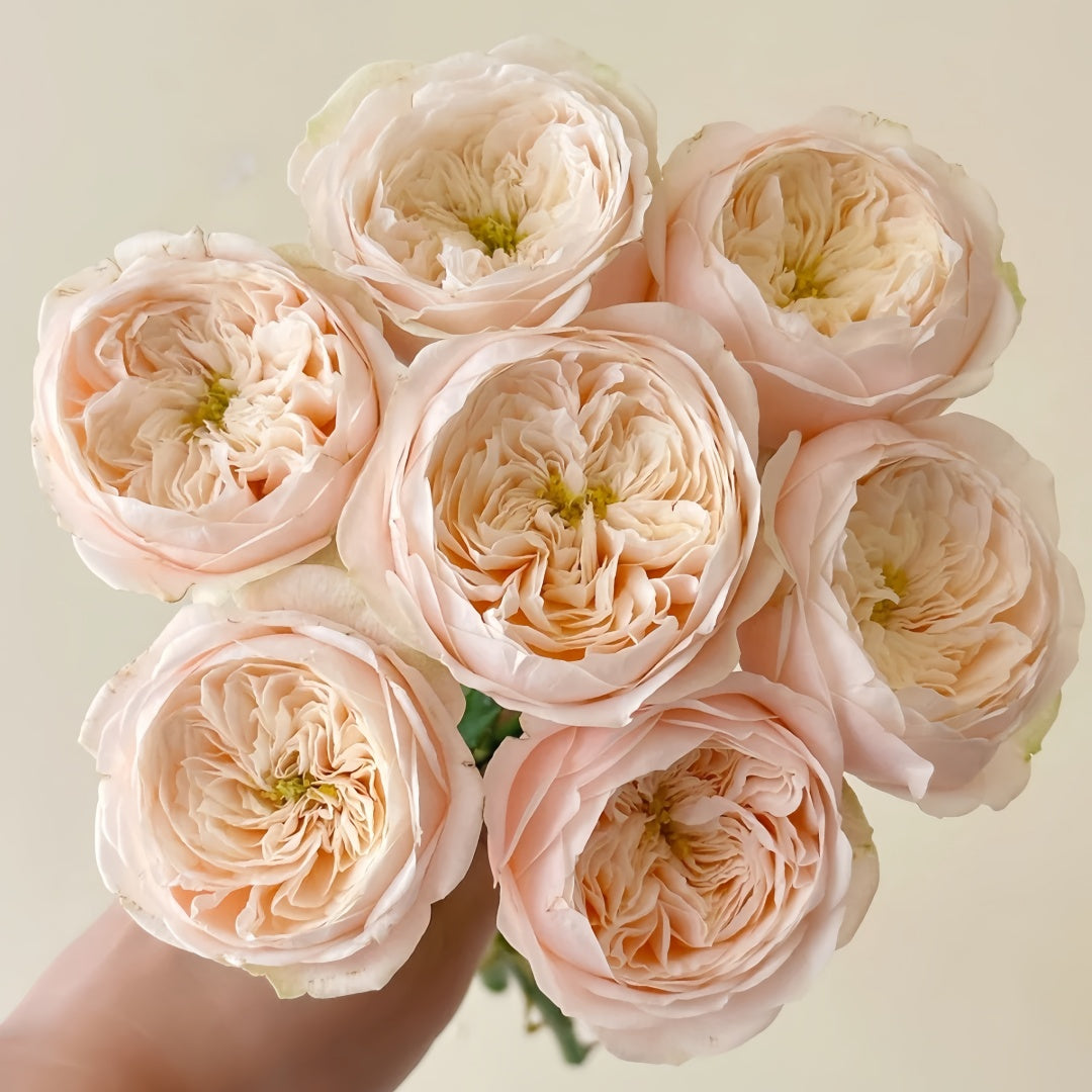 Darlington Rose