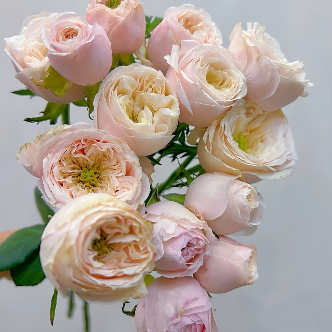 Darlington Rose