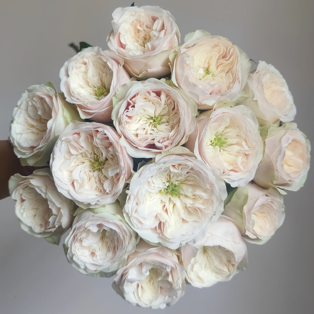 Darlington Rose