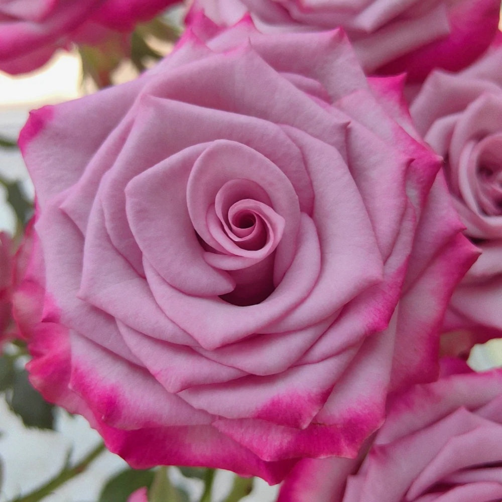 Deep Purple Rose-超级紫|Netherlands Cut Rose-Pre-Sale – Ergongzy Roses