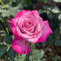 Deep Purple Rose