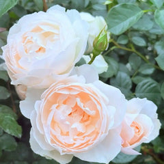 Desdemona® Rose