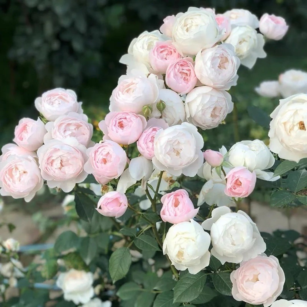 Desdemona® Rose