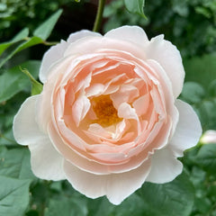 Desdemona® Rose
