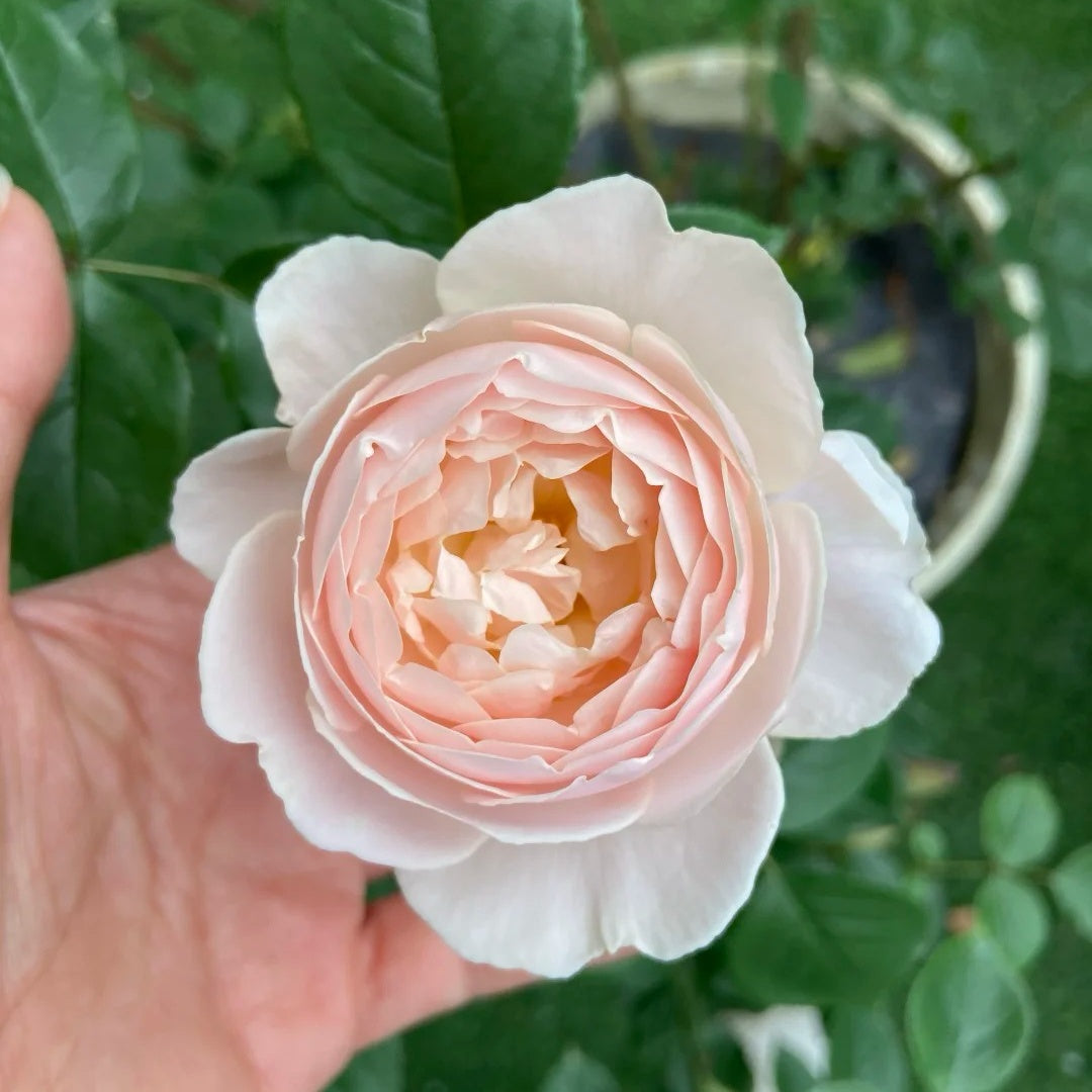 Desdemona® Rose