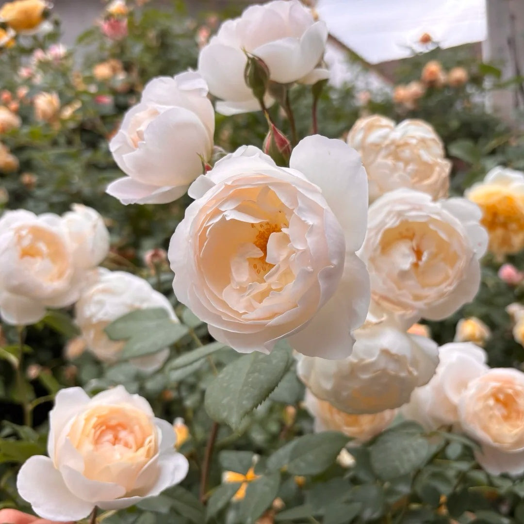 Desdemona® Rose