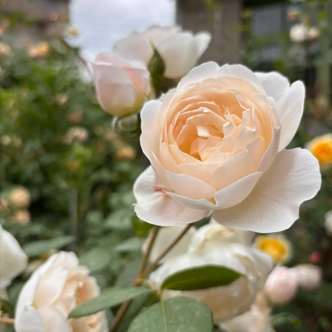 Desdemona® Rose