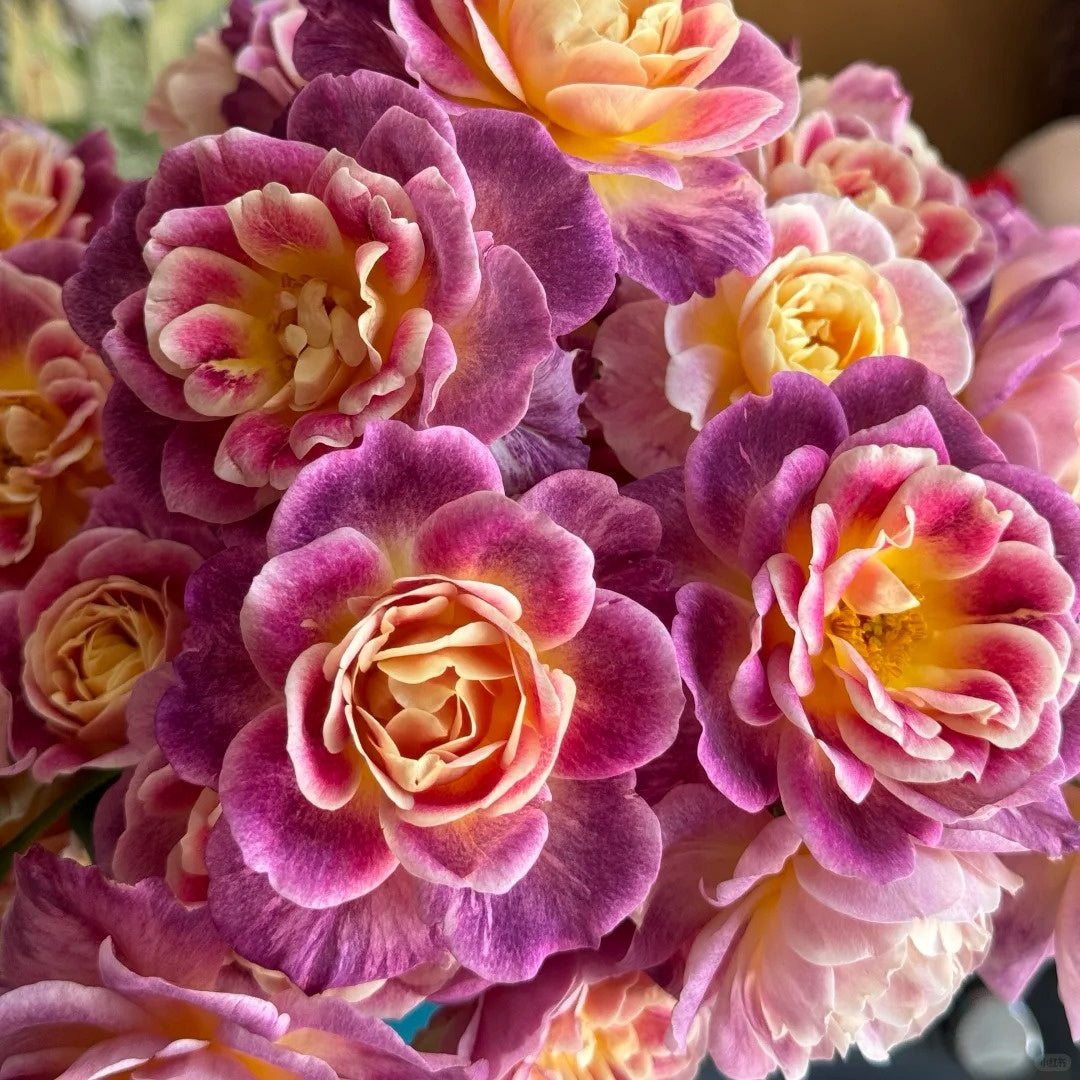 Diabolical Roses Diablesse de Mers Rose-恶魔海洋|France shrub rose – Ergongzy Roses